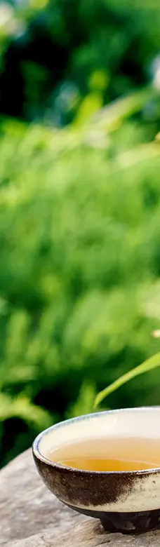 Bol de thé vert devant un jardin de théiers